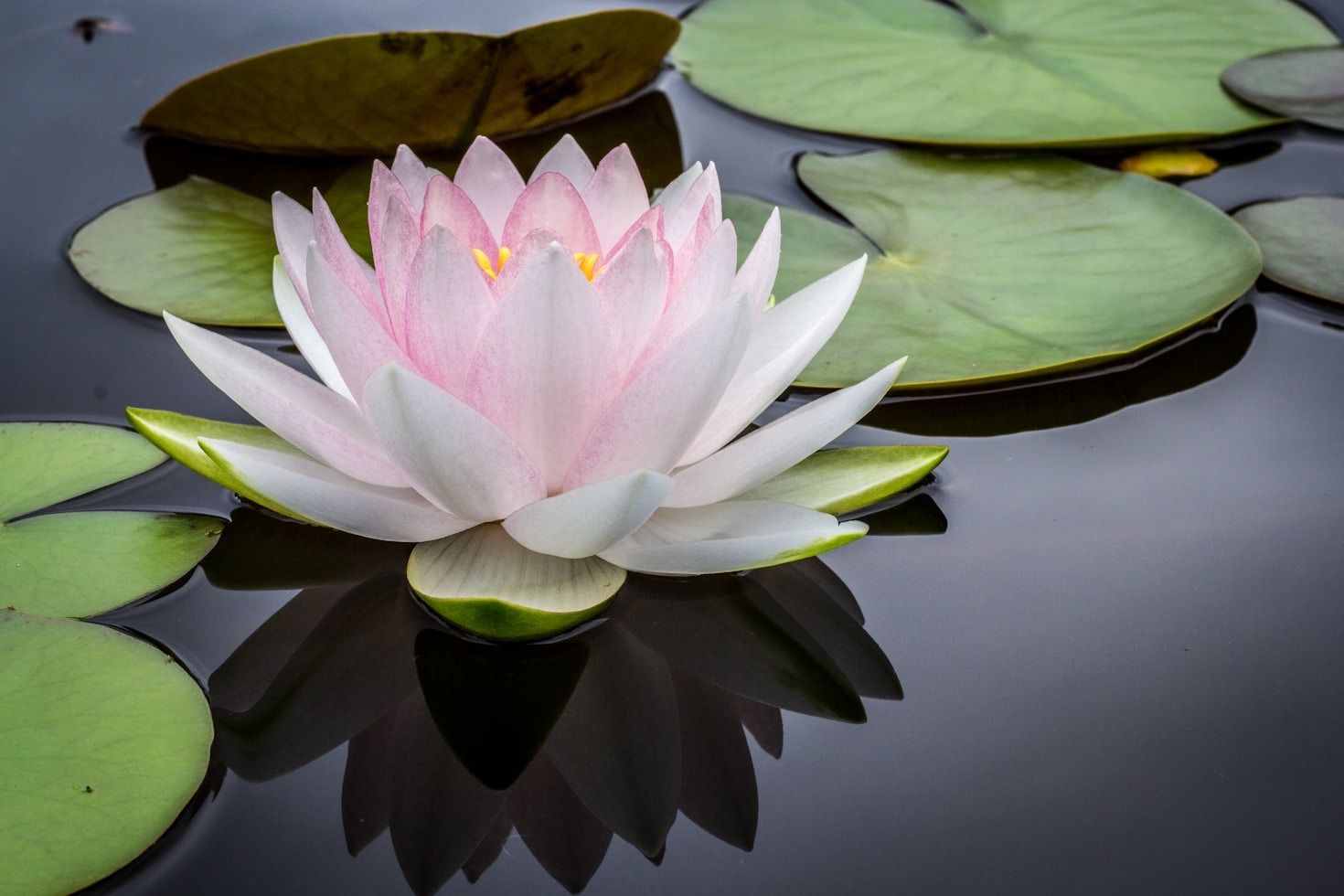 Success Stories from Biomagnetism Patients